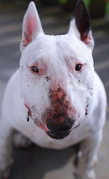 Александр Котелянец | 