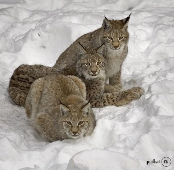 Christa Maly | Москва