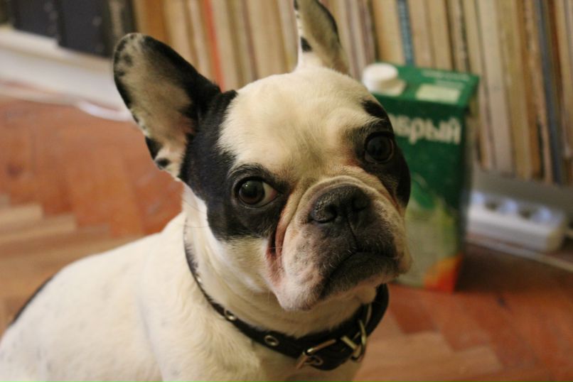 Никита Брага | Санкт-Петербург