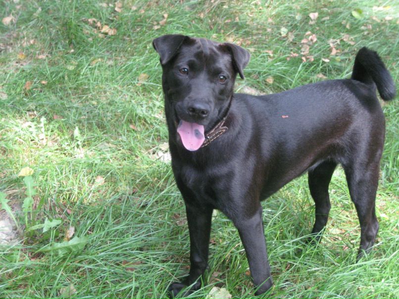 Рома Дмоховський | 