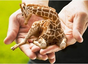 №4, Михайло Сичов, Киев №4, Михайло Сичов, Киев