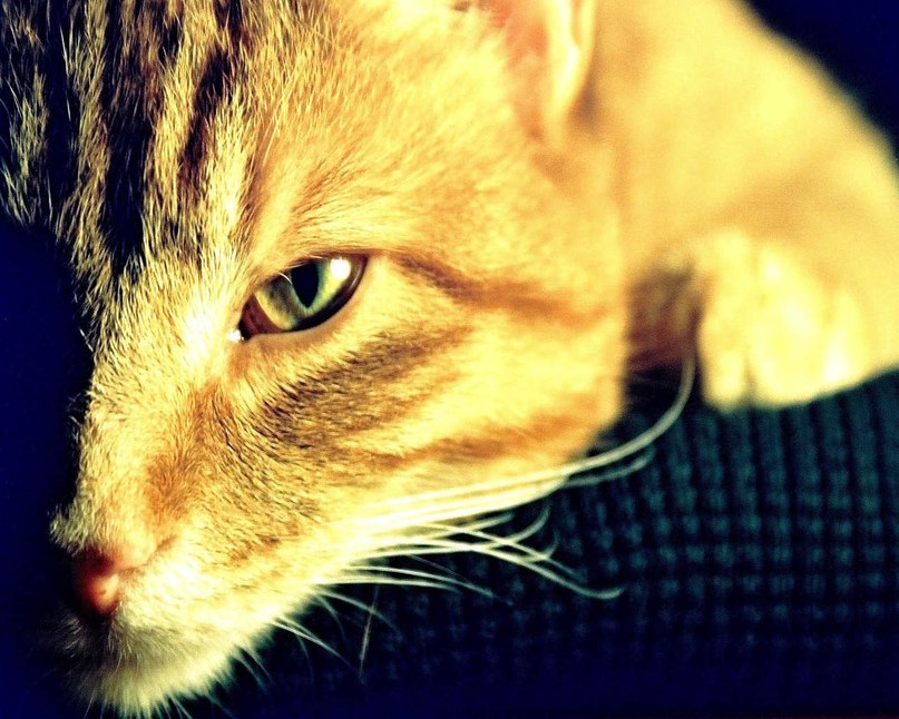 Миша Степанов | 