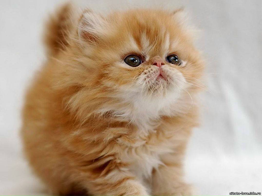 Екатерина Аргунова | Старый Оскол