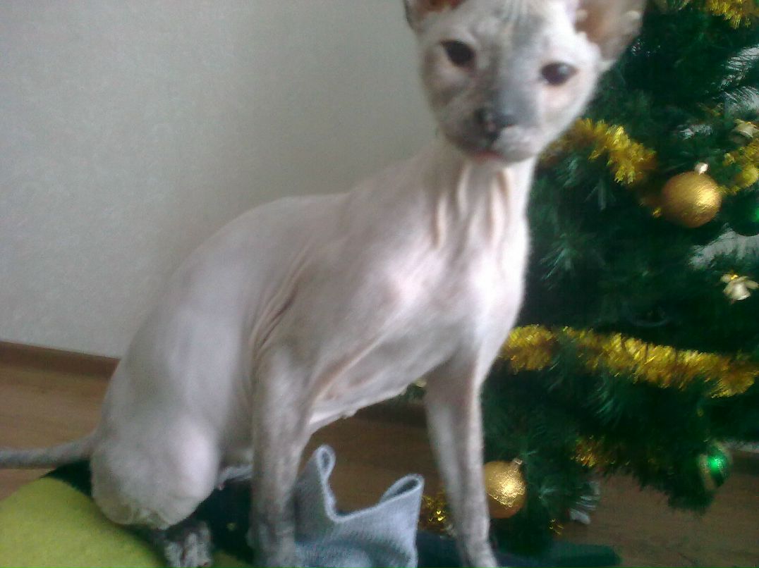 Алёна Шарко | Пинск