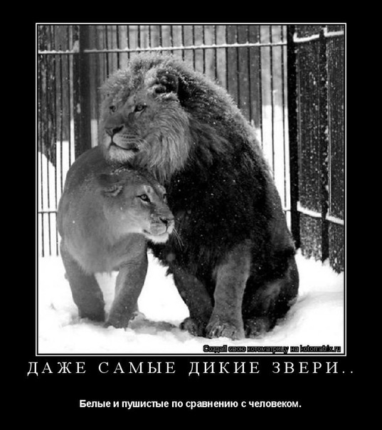 №8, Алсу Шиндина, Самара №8, Алсу Шиндина, Самара