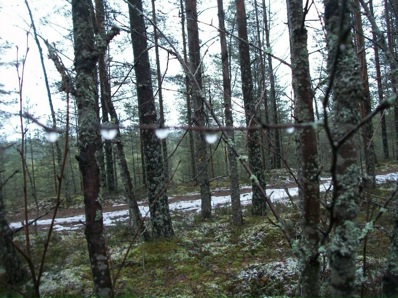 Марина Корнакова | Санкт-Петербург