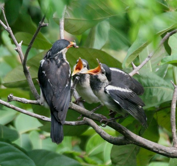 №104, Иван Вениаминович, Снегиревка №104, Иван Вениаминович, Снегиревка