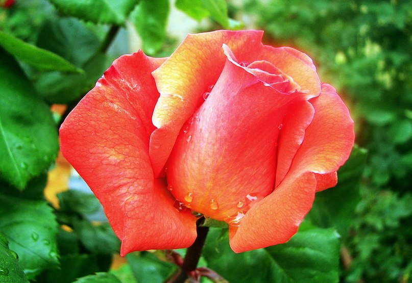 Наталия Филатова | Санкт-Петербург