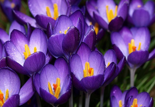 Елена Саламандык | 