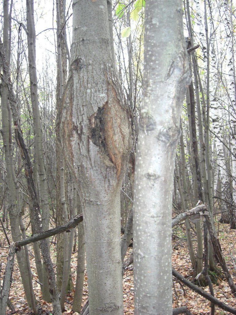 Зинур Абзалилов | Уфа