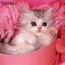 №71, Дашуня Поникарчик, 35 лет, Покров / Орджоникидзе №71, Дашуня Поникарчик, 35 лет, Покров / Орджоникидзе