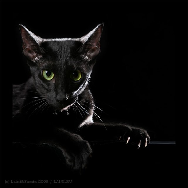 Юля Багира | Кострома