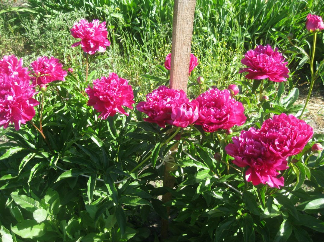 Оксана Гончарова | Санкт-Петербург