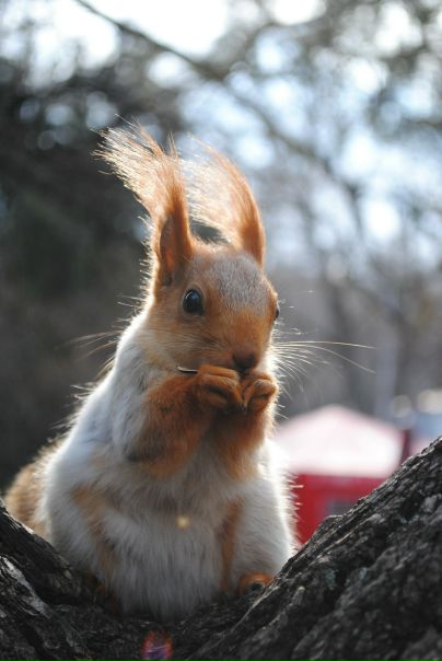 №166, Лена Колесникова, 37 лет, Днепр (Днепропетровск) №166, Лена Колесникова, 37 лет, Днепр (Днепропетровск)