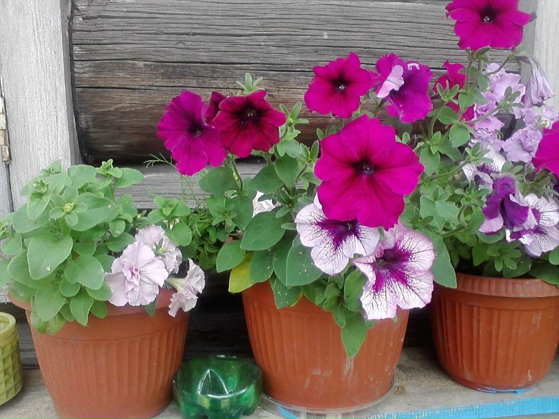 Татьяна Кулакова | Коноша