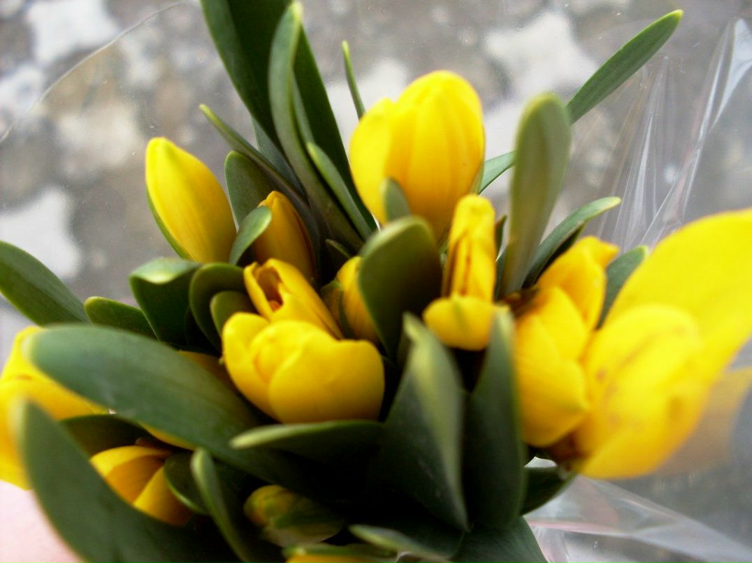 Анюта Маркелова PangoLin | Солнечногорск