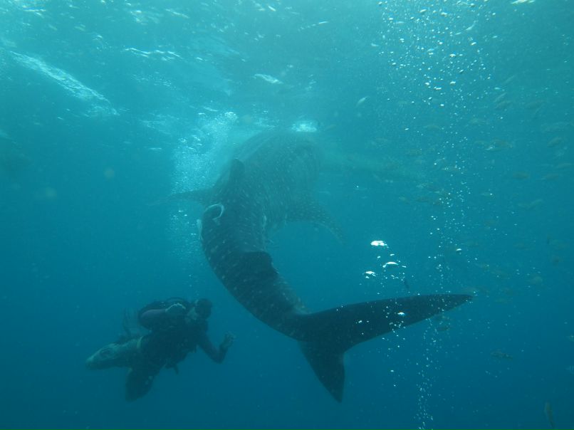 Эрик Аветисов | Panglao