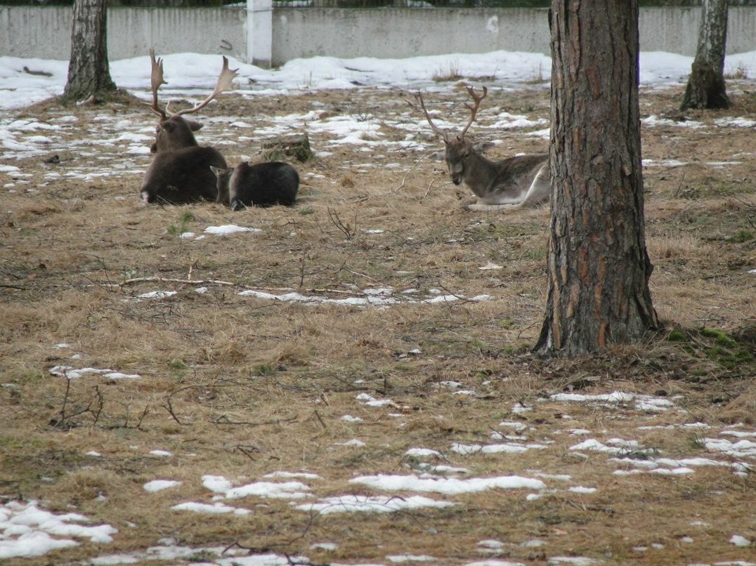 Илья Панасюк | Брест