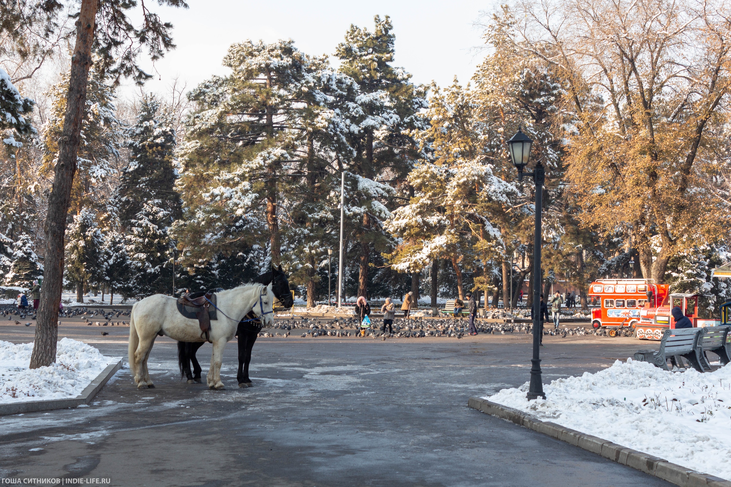 Пони и голуби