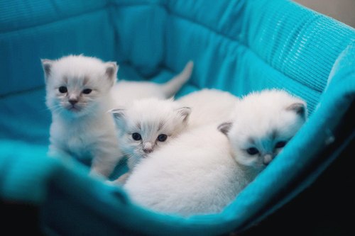 Полина Тамбовцева | Покровск / Красноармейск