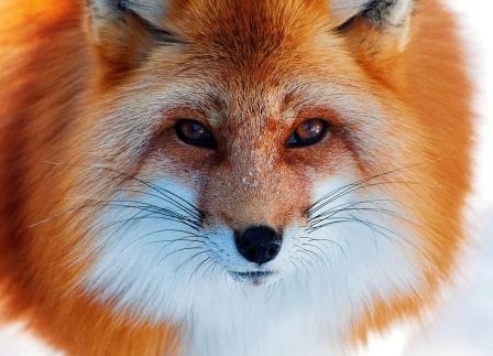 Марина Бовсуновская | Москва