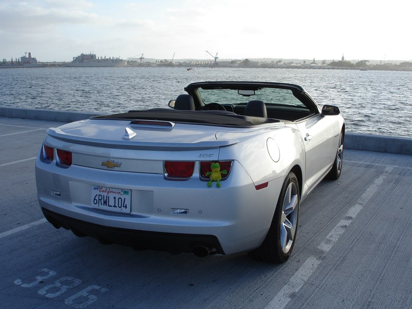 Лягуха Зырящая | Санкт-Петербург