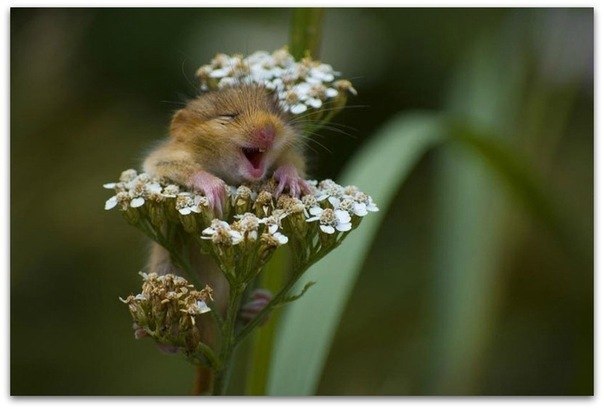 Людмила Богуцька | 