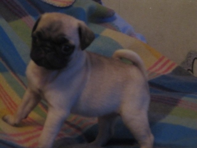 Жеха Наскин | Тихвин