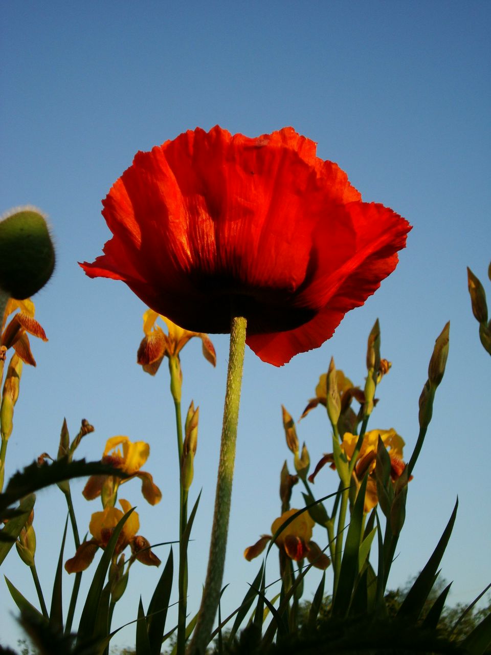 Анастасия Артюхова | Брянск