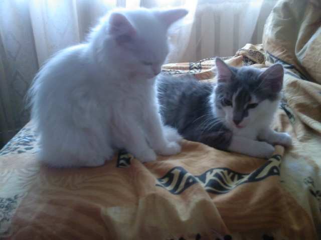 Катюшка Жевагина | 