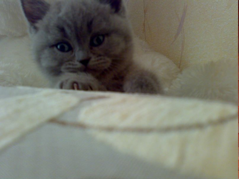 Леночка Забеленко | 