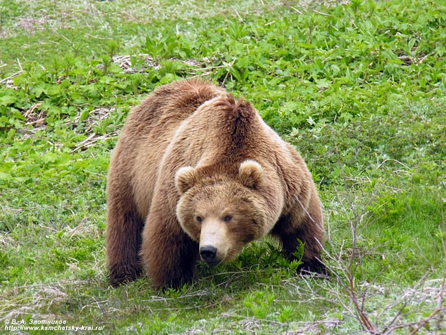 Ирина Зудова | Архангельск