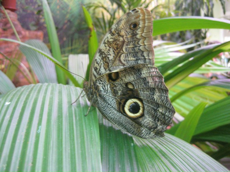Светлана Шевченко | Санкт-Петербург