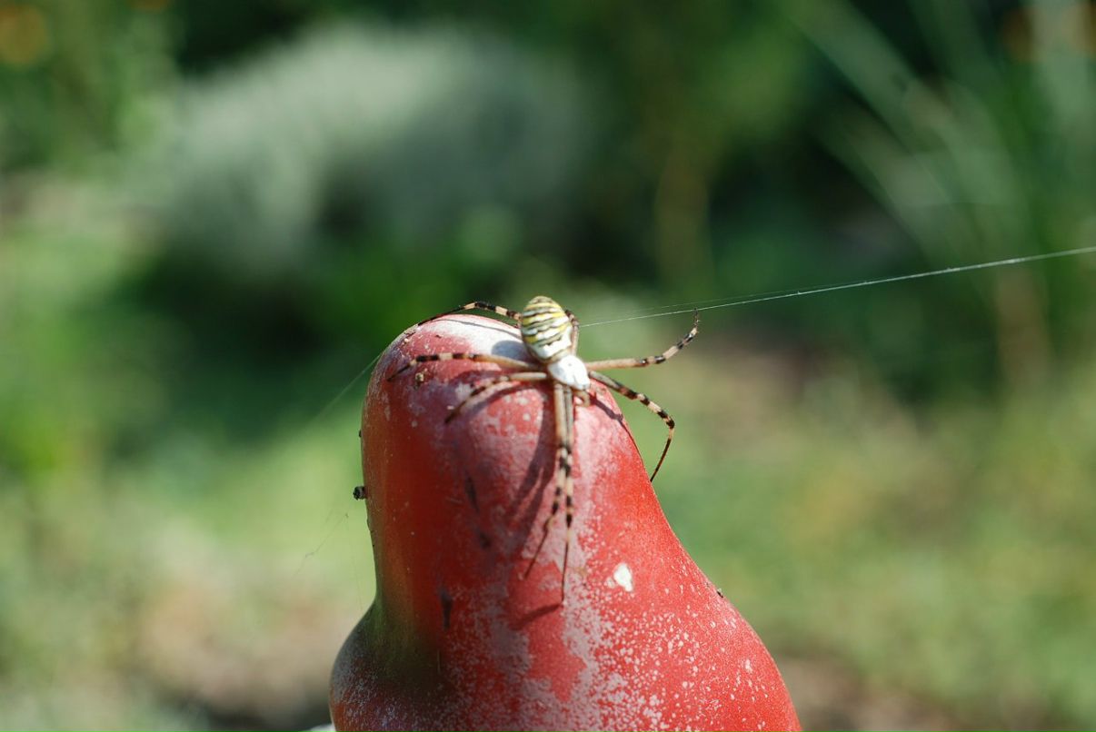 Zoe Zoe | Ковров