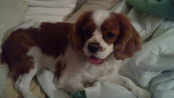 №21, Oleksandr Dzhurko, Симферополь №21, Oleksandr Dzhurko, Симферополь