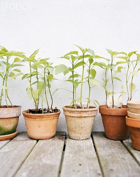 №22, Мария Зелинцова №22, Мария Зелинцова