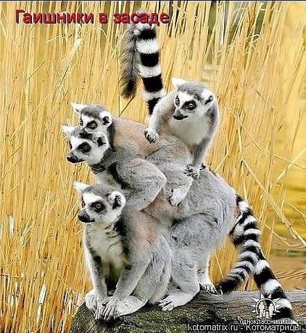 Алёна Замышляева | Луна