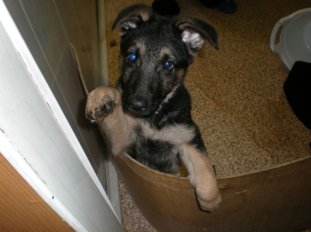 Настена Сергеева | Хвойная