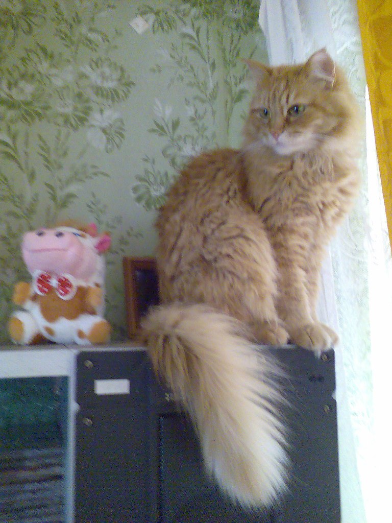 Александр Фомин Валентинович | Дзержинск