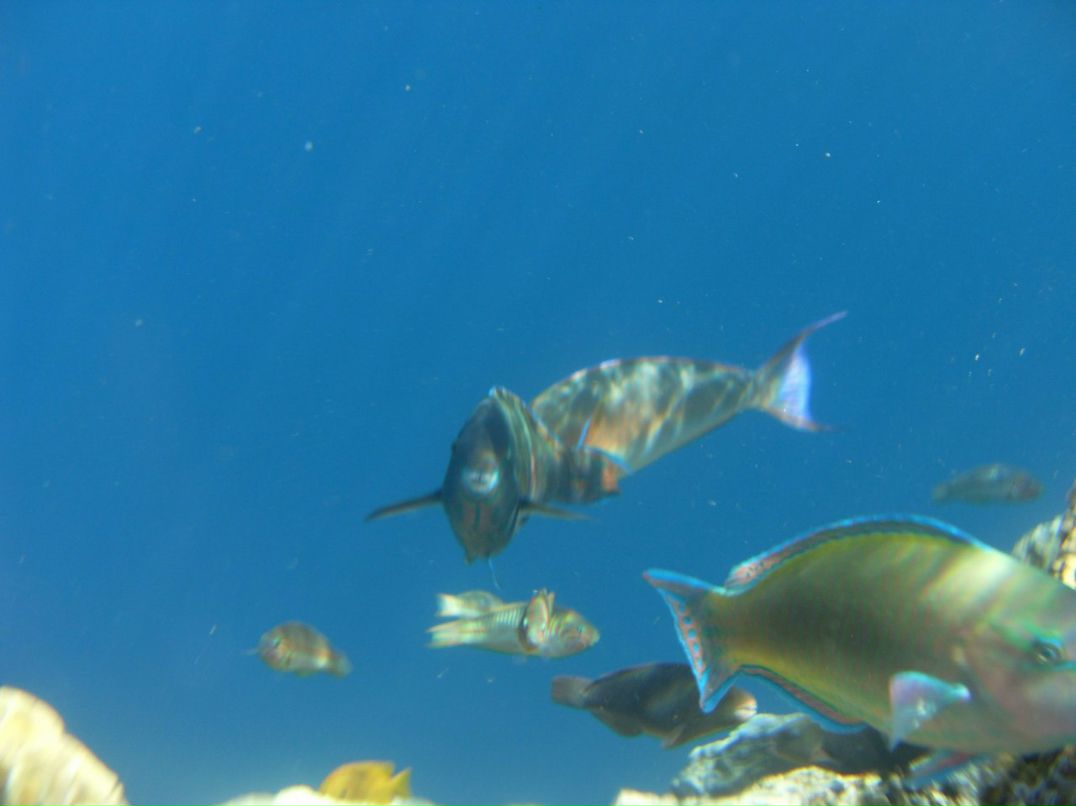 Оля Антошкина | Брянск