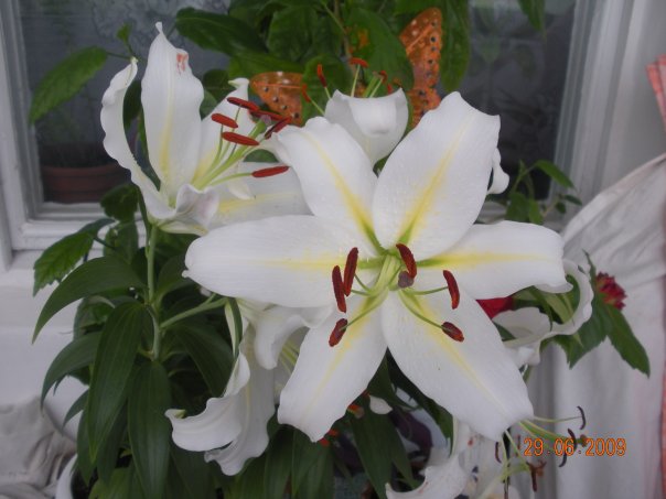 №31, Ксюшечка Томак, Николаев №31, Ксюшечка Томак, Николаев