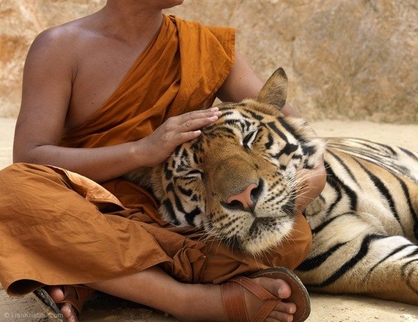 Анжела Ткач | Умань