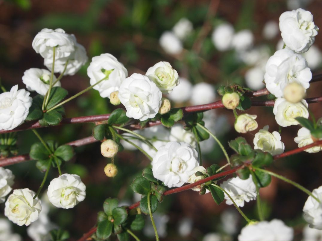 Svetlana Kulesh | Лиепая