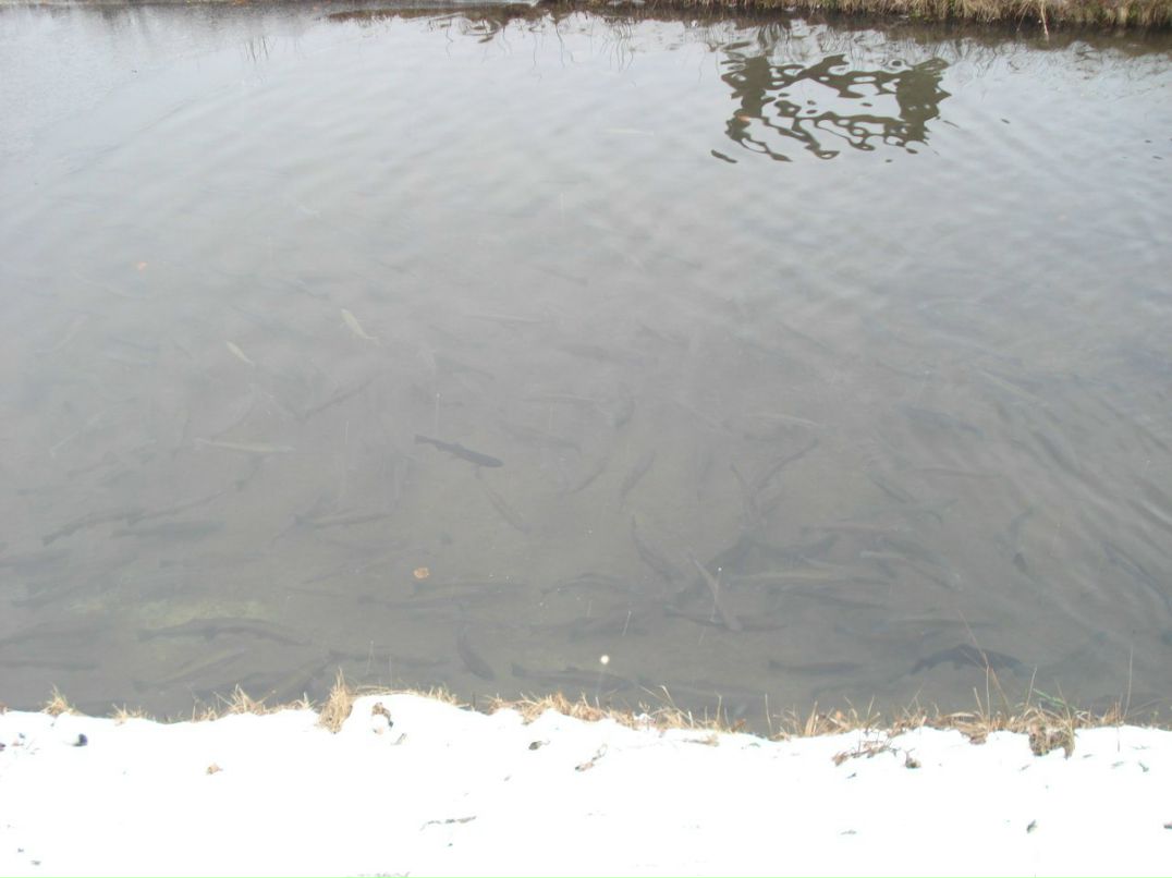 Вадим Мушинский | Одесса