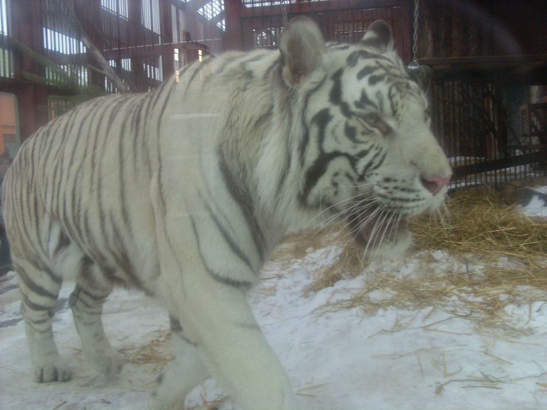 Оксана Алтынбаева | Северск