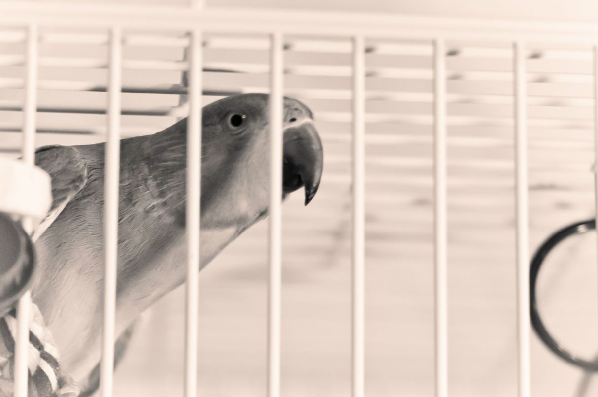 Артем Боярский Shadow | Киров