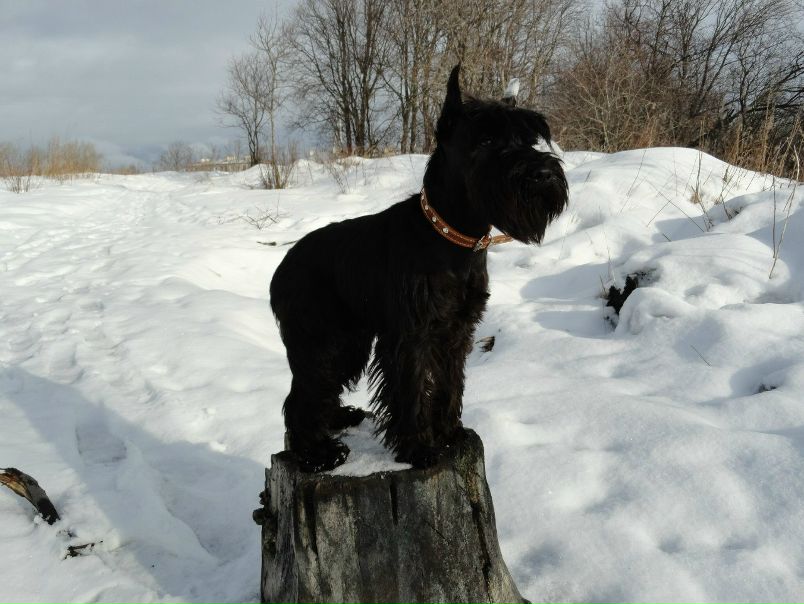 №35, Александр Дегтярев, Петрозаводск №35, Александр Дегтярев, Петрозаводск