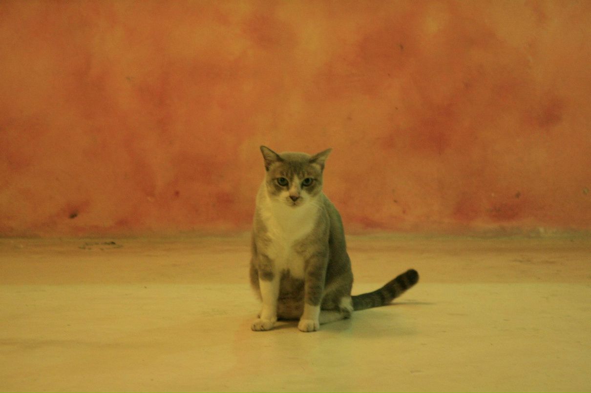 Вероника Ильинская | Москва