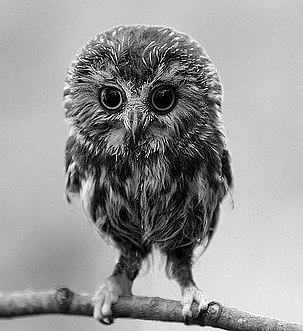 Сергей Аникин ۞WhispeR۞ | Новосибирск