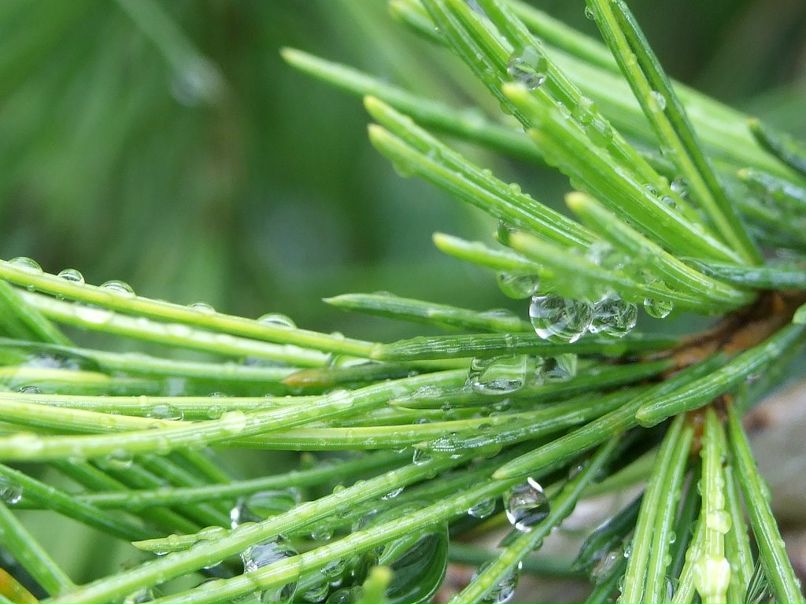 Анастасия Стессель | 